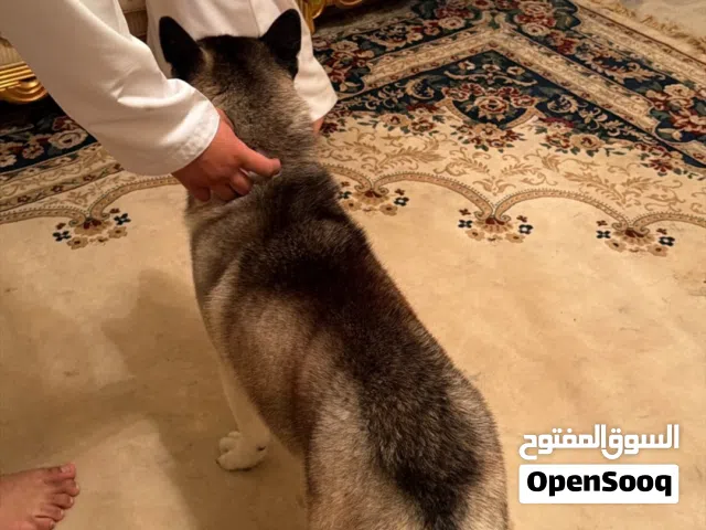 هسكي للبيع