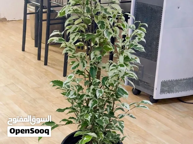 Ficus Green - Natural Air Purifier