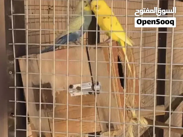 للبيع زوج بادجي