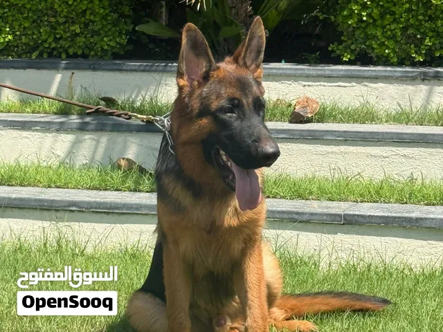 Stunning German Shepard                    Champion  bloodline