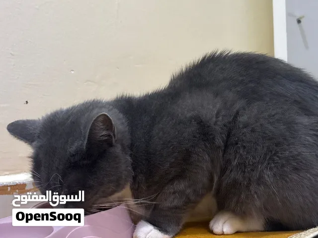 قط اليف ذكر