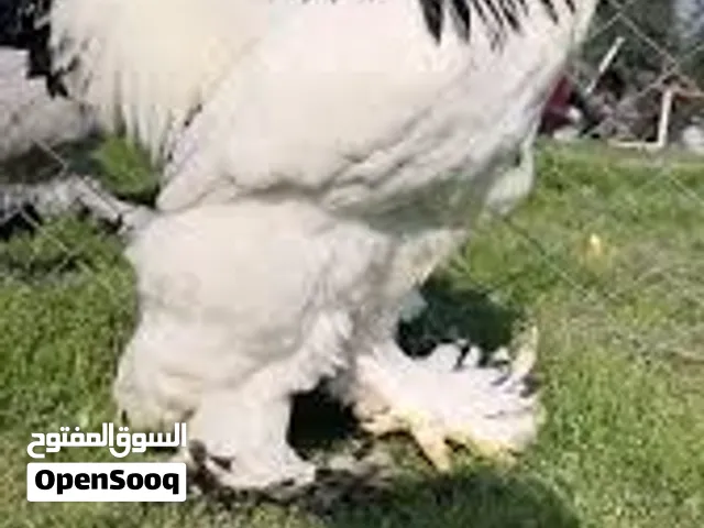 مطلوب ديج براهما دكتورة خط اول