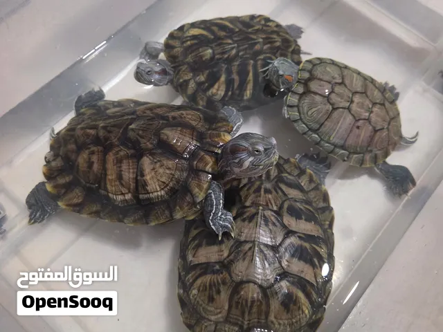 4 Red eye sliders + Accessories for sale