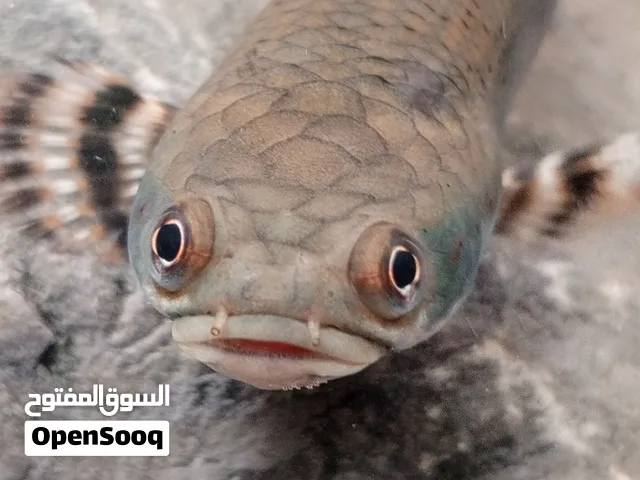 اسماك مفترسه