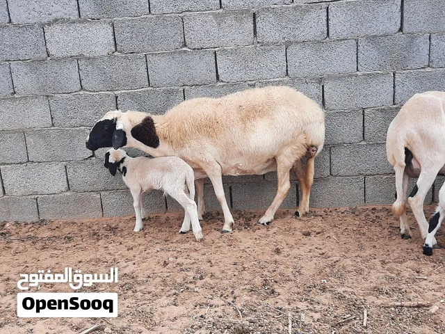 نعجتين والدات السن رباع