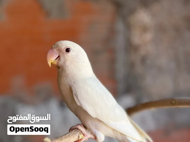 طرفين بركديلو للبيع او تبديل بي بركديلو