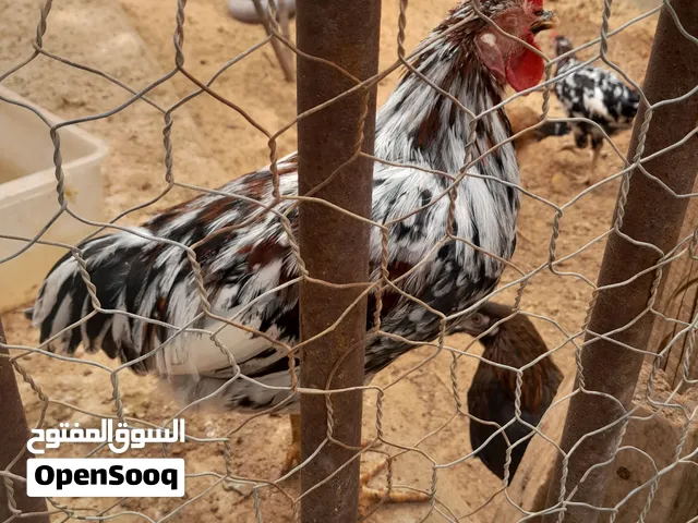كوبية فولي وفروج أبيض