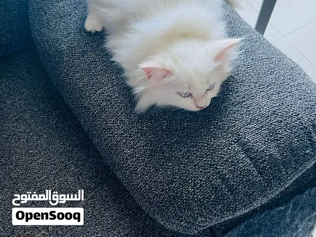 Persian Cat