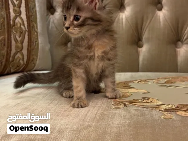 Mainecoon kitten