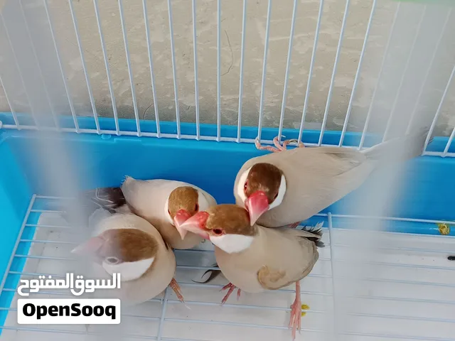 للبيع طيور الجاوا لون الكريمي النادر