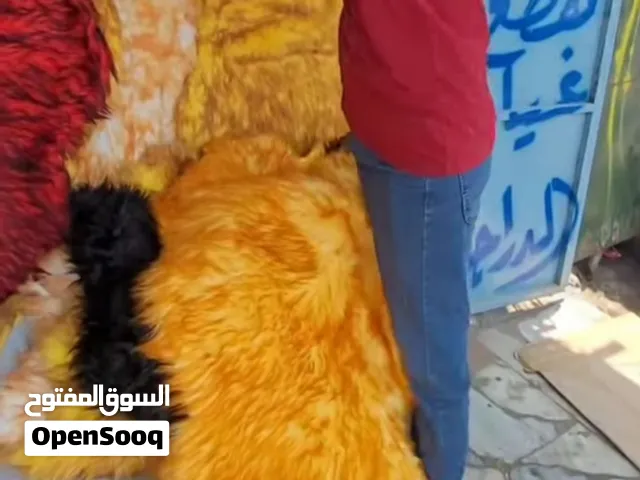 مطلوب فرو طبيعي