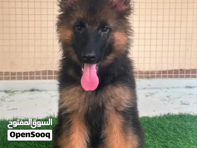 انثى جرو جيرمن شيبرد شولاين كنج سايز لونق هير