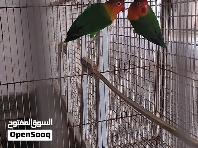 زوج فيشر منتج +طيور البادجي ((  شي زين من اخر ))