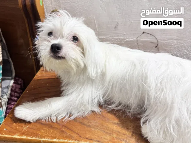 كلاب للبيع
