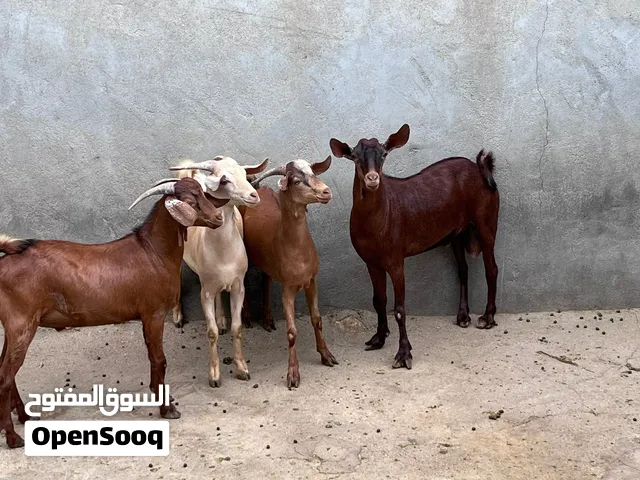 تيوس بلديه جنوبيه