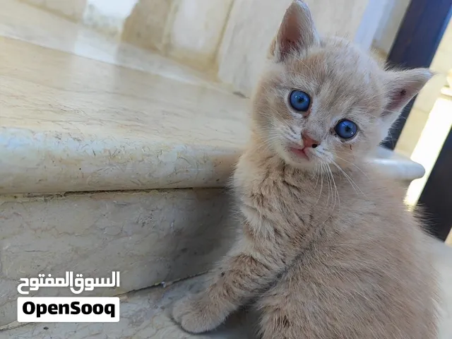 قط ذكر بريطاني شعر قصير للبيع
