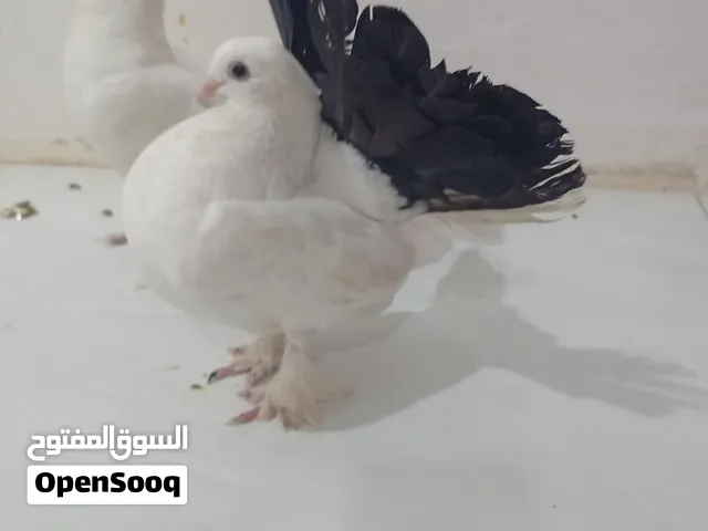 متاح زوج هنادي مذيلات مزاويج