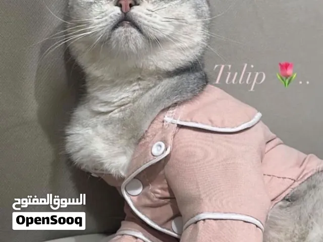 قط ذكر عمره 4