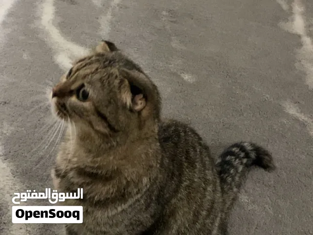 قط سكوتش فولد