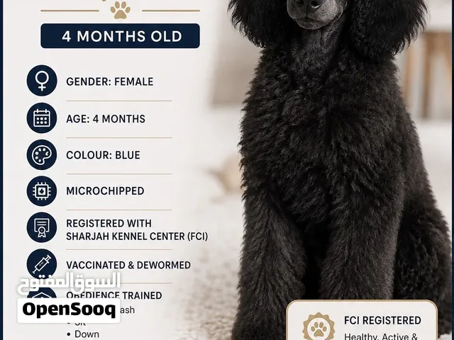 Standard poodle