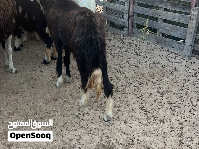 ياعده نجديه
