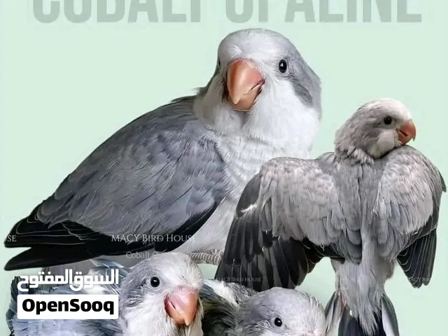 من أجمل طفرات الكويكر
