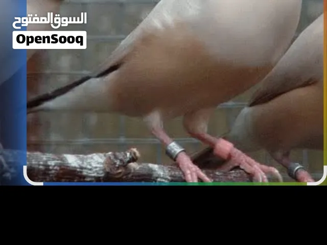 مطلوب جوز جاوا بسعر مناسب