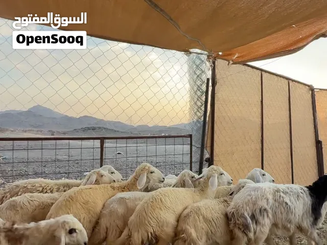 رخال حبص مقنوي ب المدينه