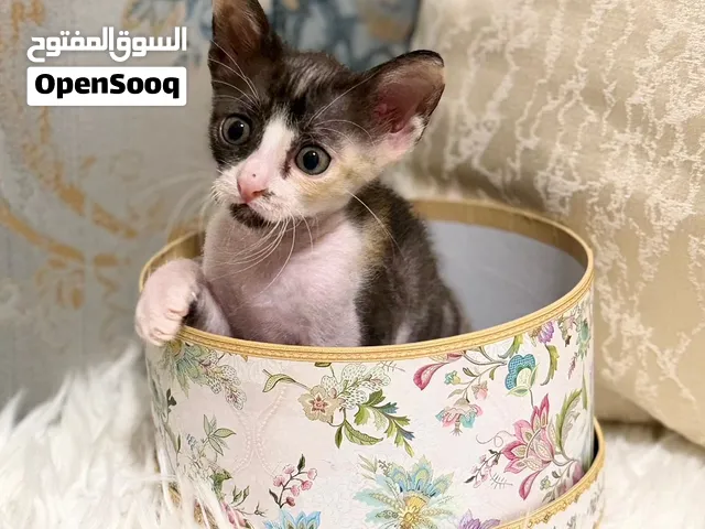 Female Kitten for Free - Litter Trained & Vet Checked