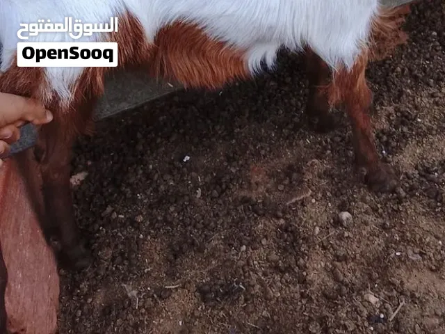 السلام عليكم جدي للبيع السعر ساوم