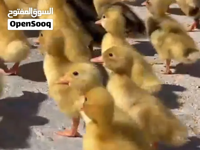 يتوفر بط تركي
