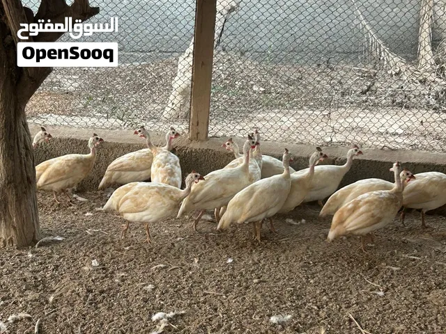 للبيع دجاج الحبشي- وز الحجم الضخم-دجاج العملاق-دجاج عماني( يرجي قراءه الوصف في الاسفل للتفاصيل)