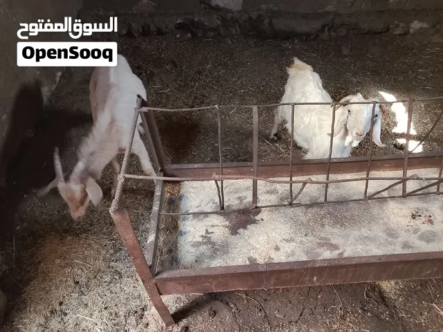 معزا لحم وعشار