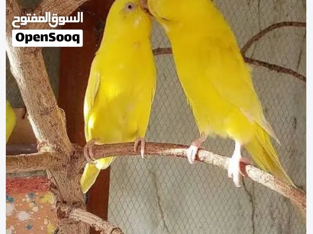 مطلوب طيور الحب هولندي امايات عيون حمر