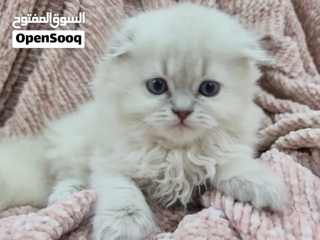 Scottish fold kitten