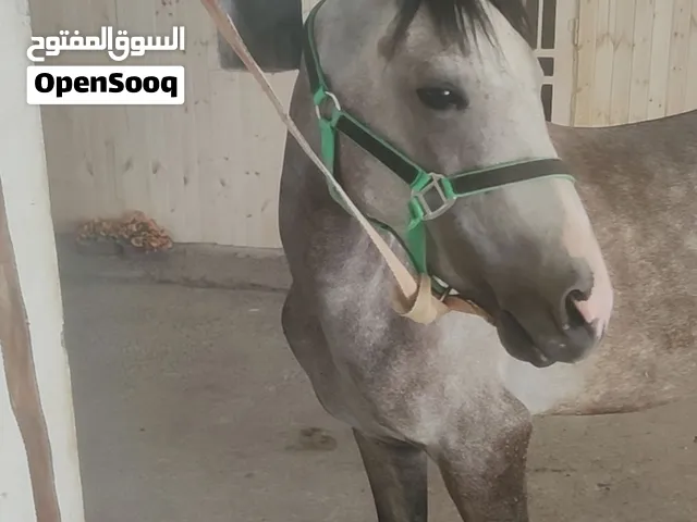 اعادة نشر لعدم المصداقية فرس رمادي داكن عمر 3 سنوات محجله السعر 1500قابل للتفاوض