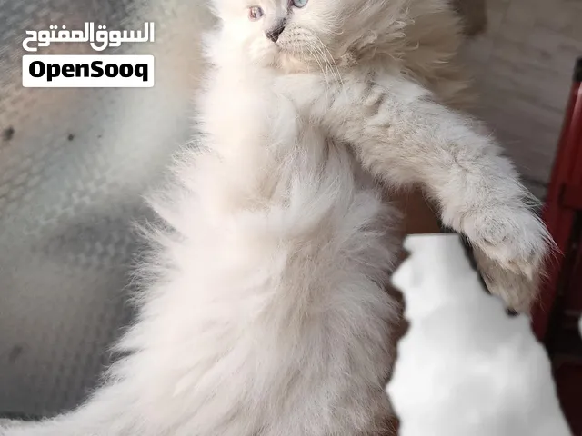 قطط جميلة للبيع