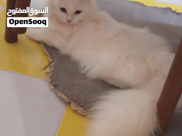 قط شيرازي عمر خمسه اشهر