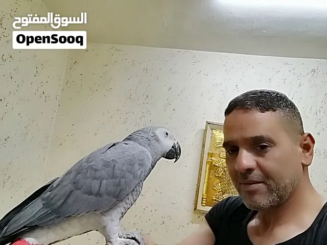 ببغاء كاسكو صيد اسطوره بالحكي