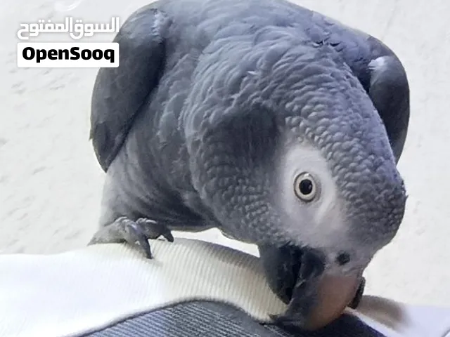 كاسكو تايلندي للبيع اليف طينه فول كلام كلامه مفتوح وذكي يحفض كلام