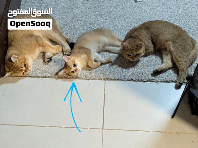 British Shorthair Golden Shaded بريتيش جولد بيور من فصيلة NY11