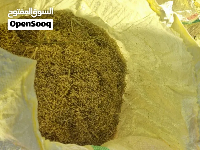 متوفر بذر حشيش عماني برايد رودس نعيم انتاج هذة السنة
