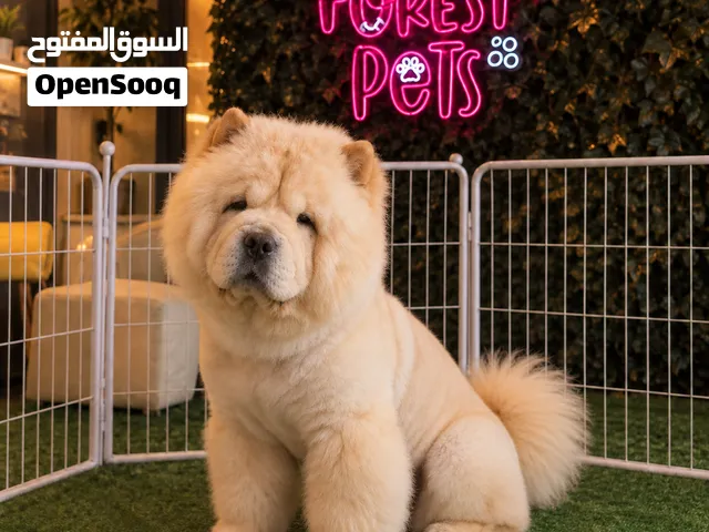 Premium Chow Chow Male _ Amazing size