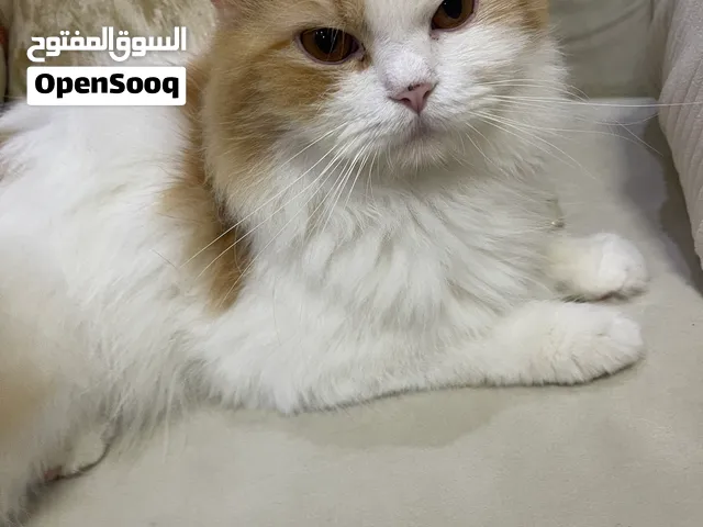 قط شيرازي ذكر