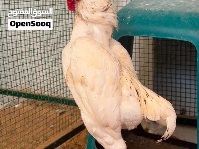 ديج كوشامو نادر وفاخر – منتج