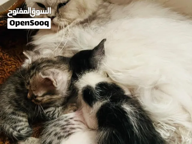 قطط للبيع بسعر ممتاز