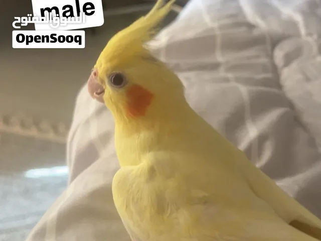 كوكتيل عدد 2 واحد ذكر و وحده انثى