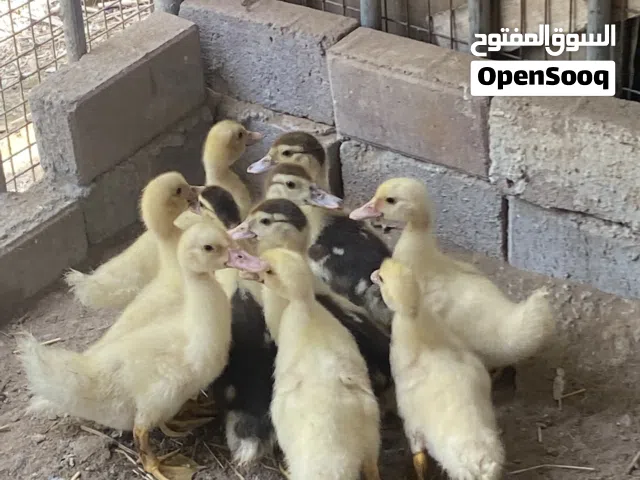 10بط مصري للبيع او صقب بدجاج وقابل لتوافض