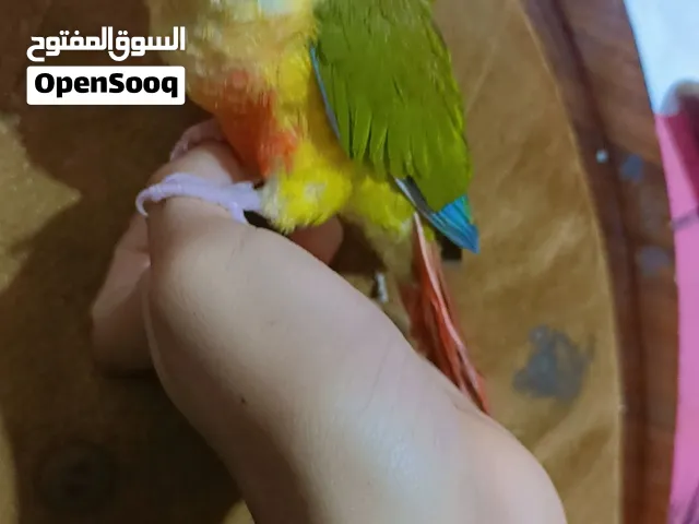 كنيور اليف طينه لعبو لبيع سعره 125