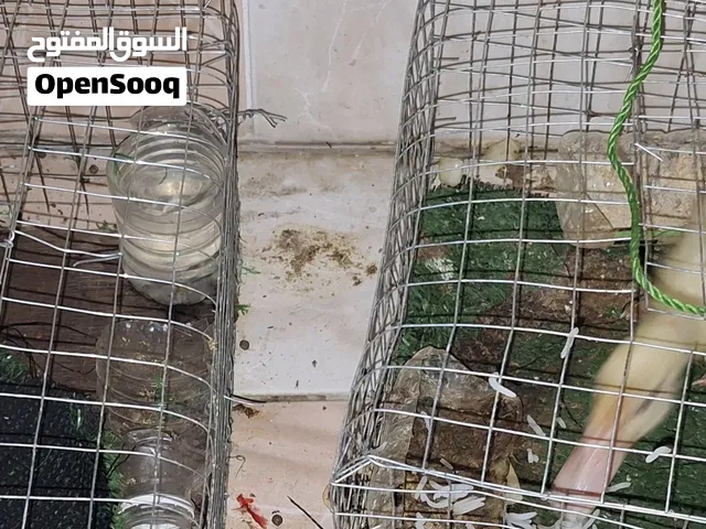 I have one rabbit and duck